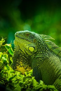 Preview wallpaper iguana, reptile, lizard, green, grass