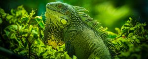 Preview wallpaper iguana, reptile, lizard, green, grass