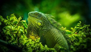 Preview wallpaper iguana, reptile, lizard, green, grass