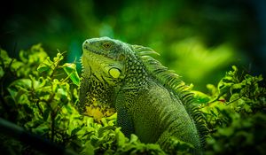 Preview wallpaper iguana, reptile, lizard, green, grass