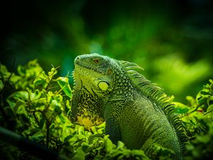 Preview wallpaper iguana, reptile, lizard, green, grass