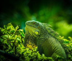 Preview wallpaper iguana, reptile, lizard, green, grass
