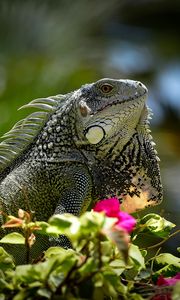 Preview wallpaper iguana, reptile, lizard, flowers