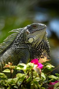 Preview wallpaper iguana, reptile, lizard, flowers