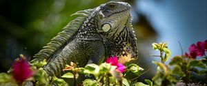 Preview wallpaper iguana, reptile, lizard, flowers