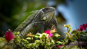 Preview wallpaper iguana, reptile, lizard, flowers