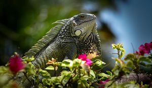 Preview wallpaper iguana, reptile, lizard, flowers