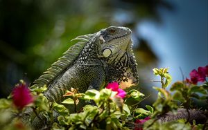 Preview wallpaper iguana, reptile, lizard, flowers