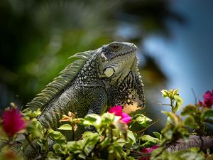 Preview wallpaper iguana, reptile, lizard, flowers