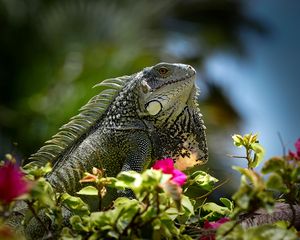 Preview wallpaper iguana, reptile, lizard, flowers