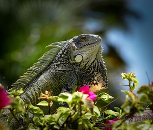 Preview wallpaper iguana, reptile, lizard, flowers