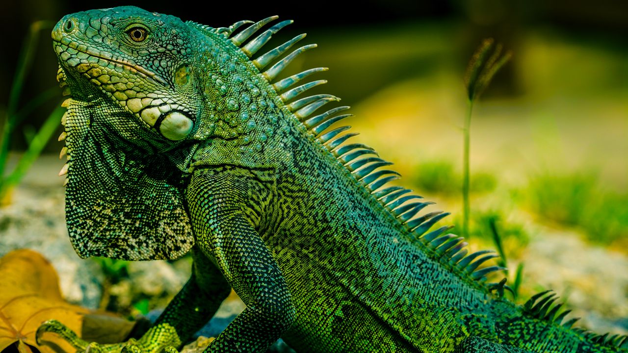 Wallpaper iguana, reptile, lizard, green, blur
