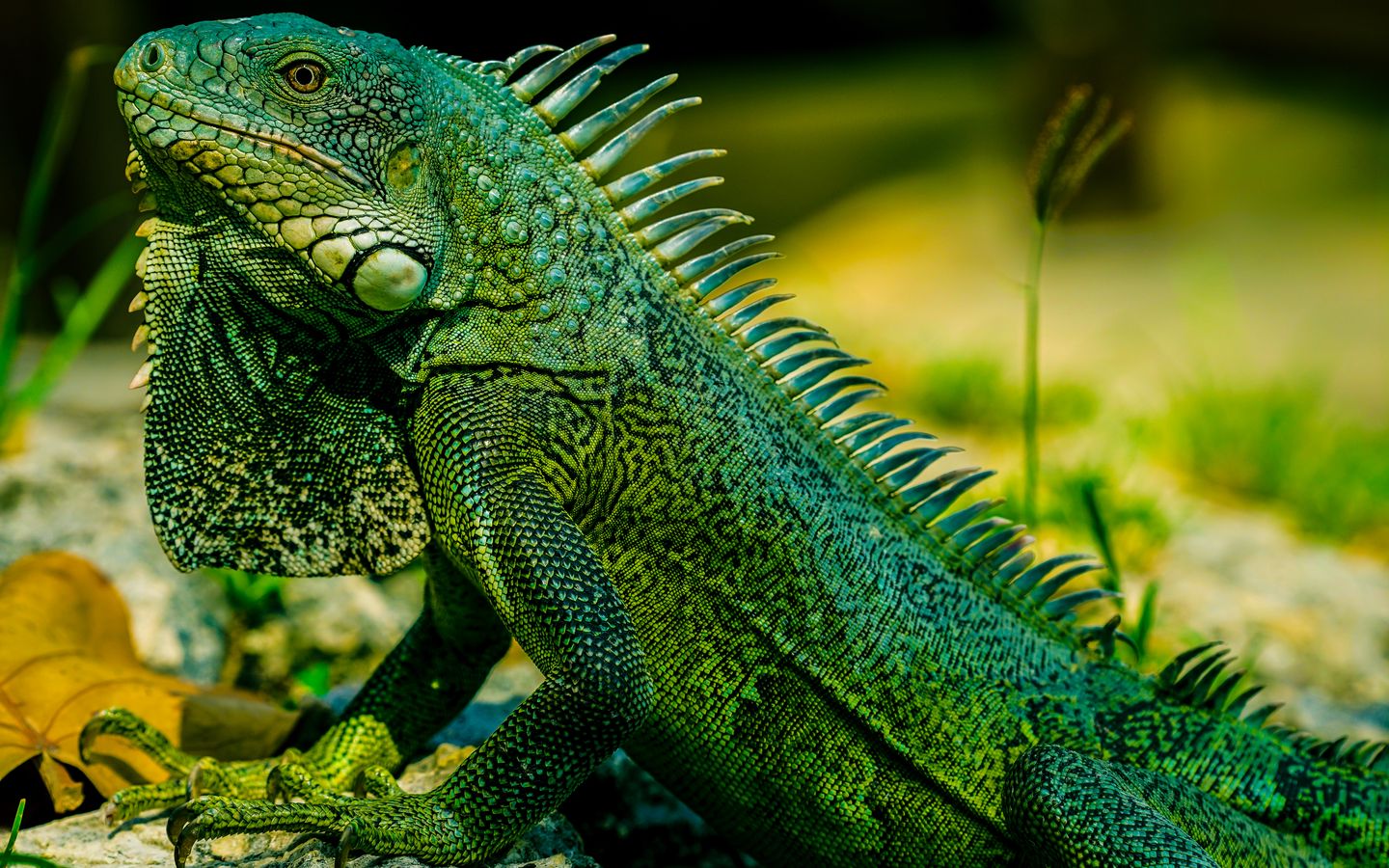 1440x900 Wallpaper iguana, reptile, lizard, green, blur