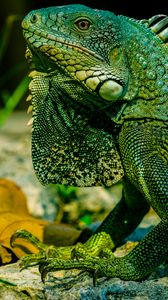 Preview wallpaper iguana, reptile, lizard, green, blur