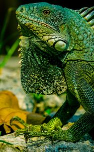 Preview wallpaper iguana, reptile, lizard, green, blur