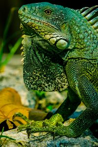 Preview wallpaper iguana, reptile, lizard, green, blur