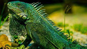 Preview wallpaper iguana, reptile, lizard, green, blur