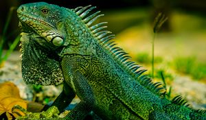 Preview wallpaper iguana, reptile, lizard, green, blur