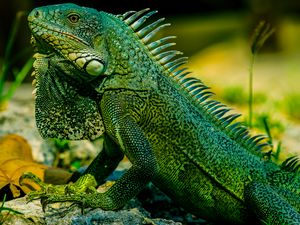 Preview wallpaper iguana, reptile, lizard, green, blur