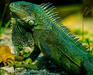 Preview wallpaper iguana, reptile, lizard, green, blur