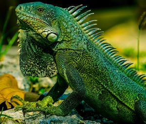 Preview wallpaper iguana, reptile, lizard, green, blur