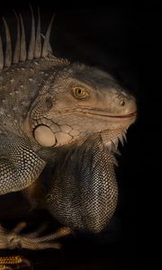 Preview wallpaper iguana, reptile, lizard, darkness