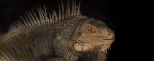 Preview wallpaper iguana, reptile, lizard, darkness