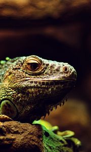 Preview wallpaper iguana, reptile, lizard, blur, stone