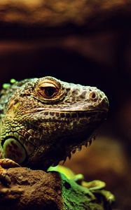 Preview wallpaper iguana, reptile, lizard, blur, stone