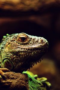 Preview wallpaper iguana, reptile, lizard, blur, stone