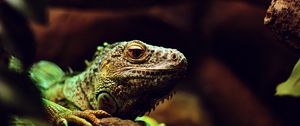 Preview wallpaper iguana, reptile, lizard, blur, stone