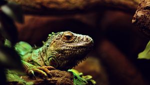 Preview wallpaper iguana, reptile, lizard, blur, stone