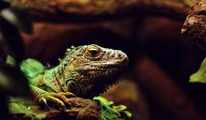 Preview wallpaper iguana, reptile, lizard, blur, stone