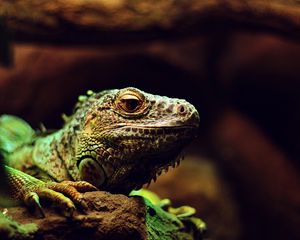 Preview wallpaper iguana, reptile, lizard, blur, stone