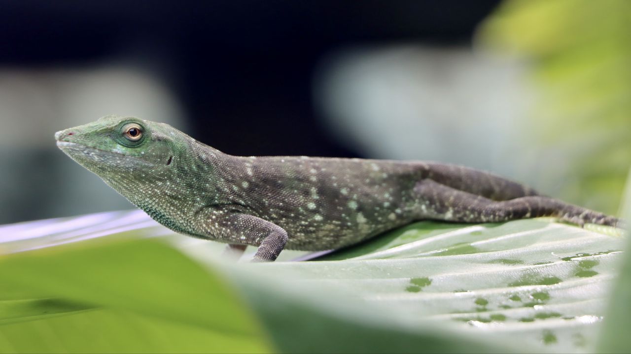 Wallpaper iguana, reptile, lizard, leaf