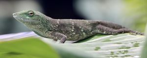 Preview wallpaper iguana, reptile, lizard, leaf