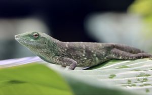 Preview wallpaper iguana, reptile, lizard, leaf