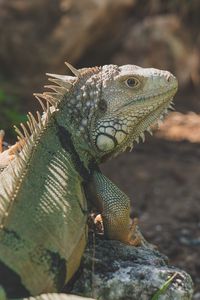 Preview wallpaper iguana, reptile, pangolin