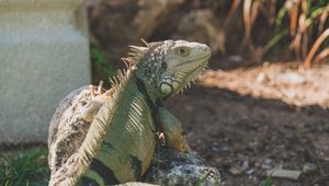 Preview wallpaper iguana, reptile, pangolin