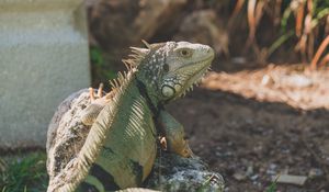 Preview wallpaper iguana, reptile, pangolin