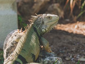 Preview wallpaper iguana, reptile, pangolin