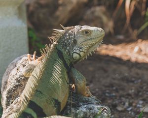 Preview wallpaper iguana, reptile, pangolin