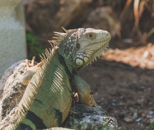 Preview wallpaper iguana, reptile, pangolin