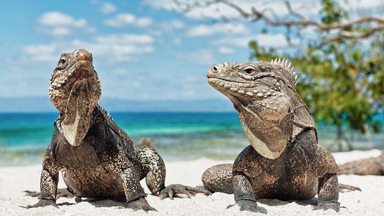 Wallpaper iguana, reptile, reptiles