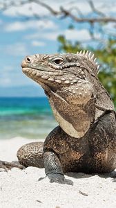 Preview wallpaper iguana, reptile, reptiles