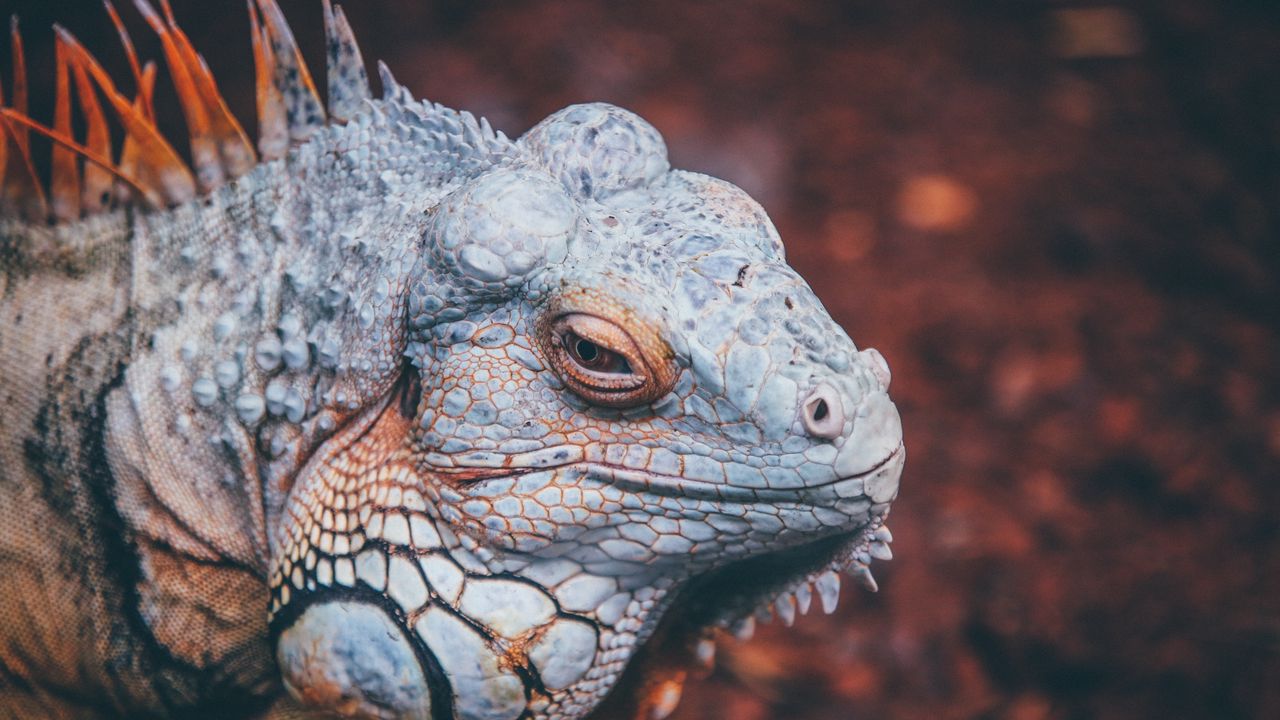 Wallpaper iguana, reptile, scales
