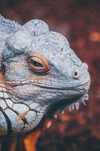 Preview wallpaper iguana, reptile, scales