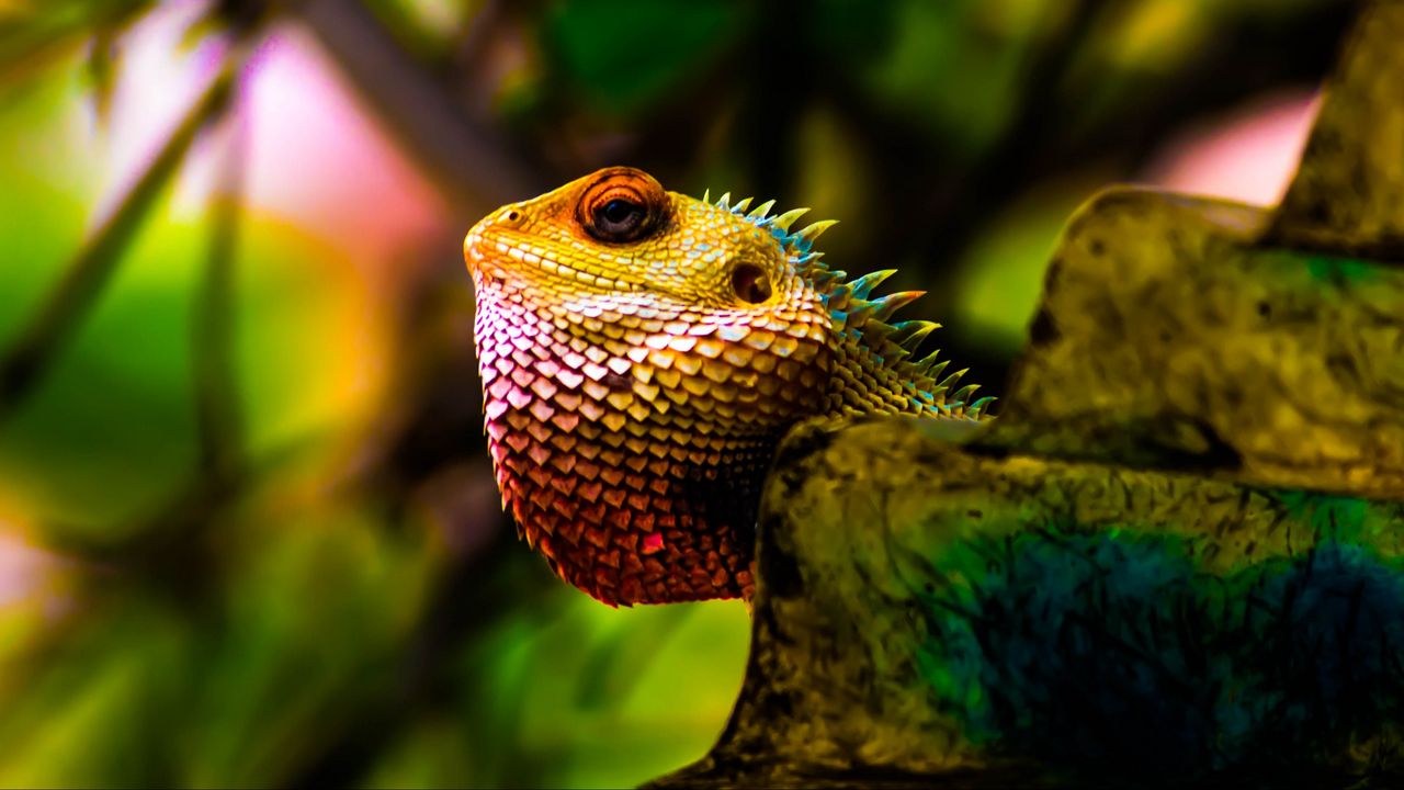 Wallpaper iguana, reptile, scales, color