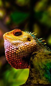 Preview wallpaper iguana, reptile, scales, color