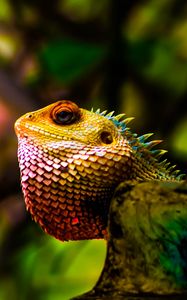 Preview wallpaper iguana, reptile, scales, color